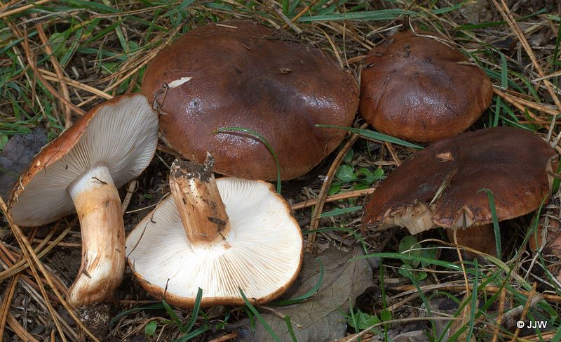 Tricholoma batschii